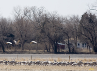 Farmhouse and Sandhill Cranes